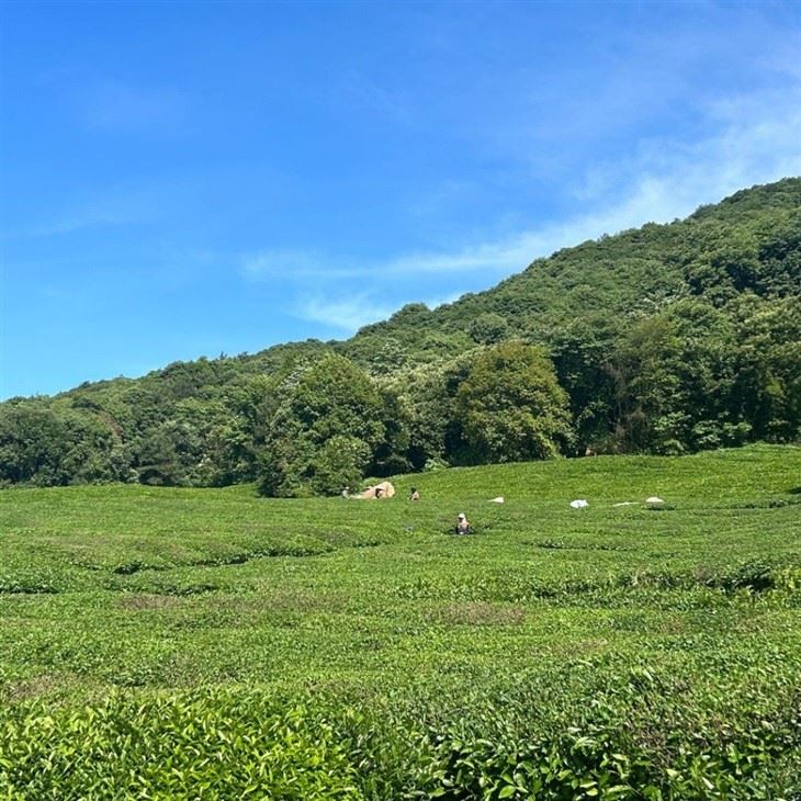 tea garden