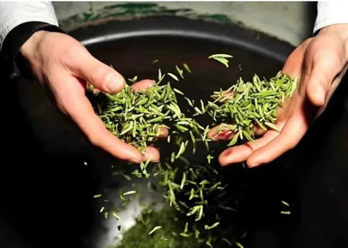 Forecast of Chinese Tea Development Trends