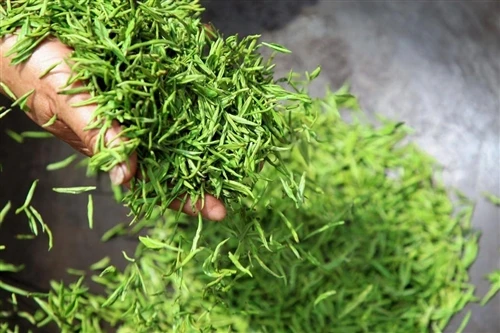 How Stir-frying Temperature Shapes the Flavor of Green Tea How Stir-frying Temperature Shapes the Flavor of Green Tea