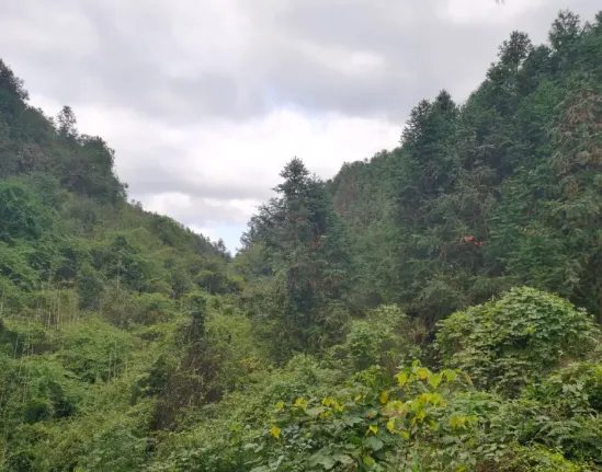 info-549-431 info-549-431