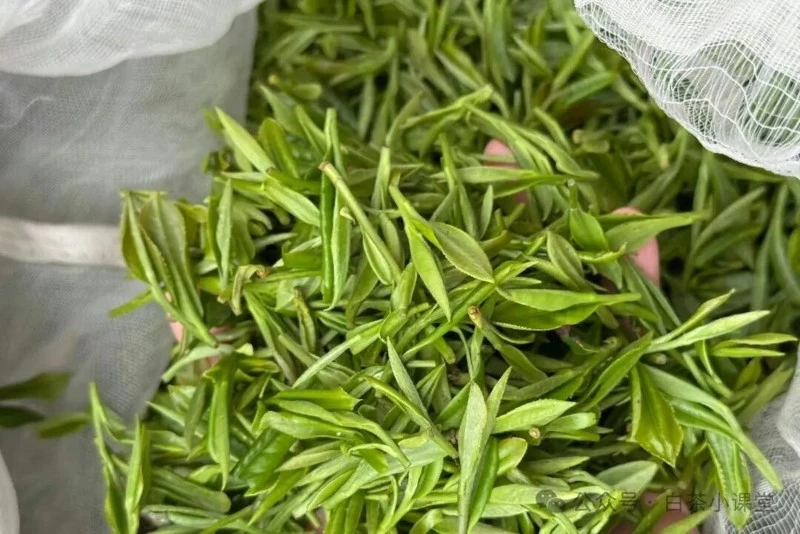 How to distinguish this year's fresh green tea from aged tea How to distinguish this year's fresh green tea from aged tea