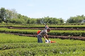 Traditional Artisanal Gunpowder Tea, Gentle & Rich Taste For Worldwide Wholesalers suppliers